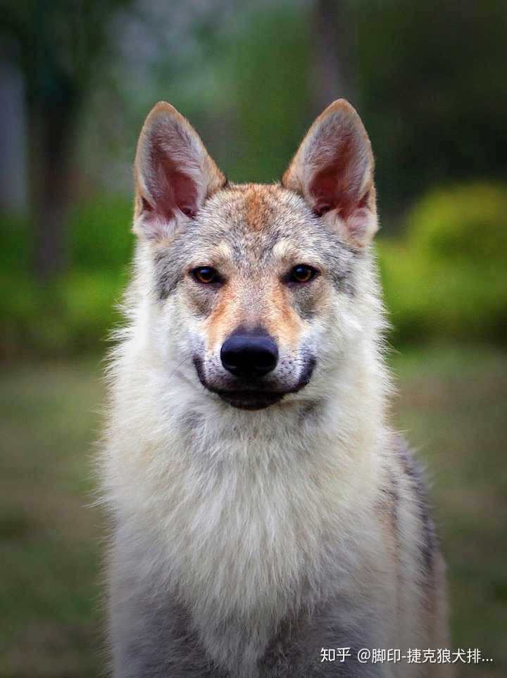 什么样的捷克狼犬可以称种公种母