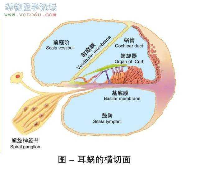 耳廓和外耳道>中耳>内耳(螺旋器>蜗神经>端脑.