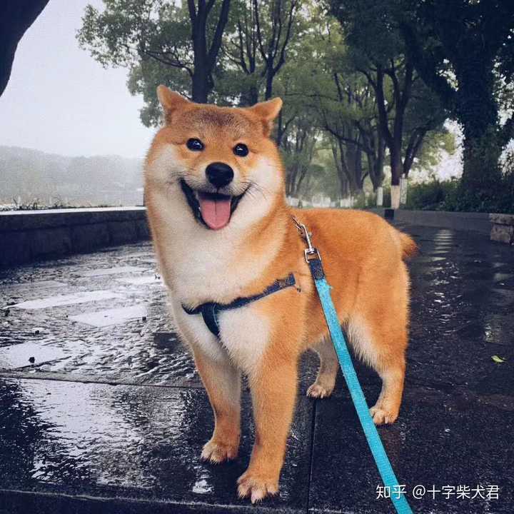 有没有靠谱柴犬犬舍推荐,西安本地的最好?