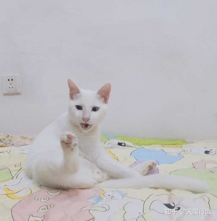 你家的猫都有哪些骚动作?