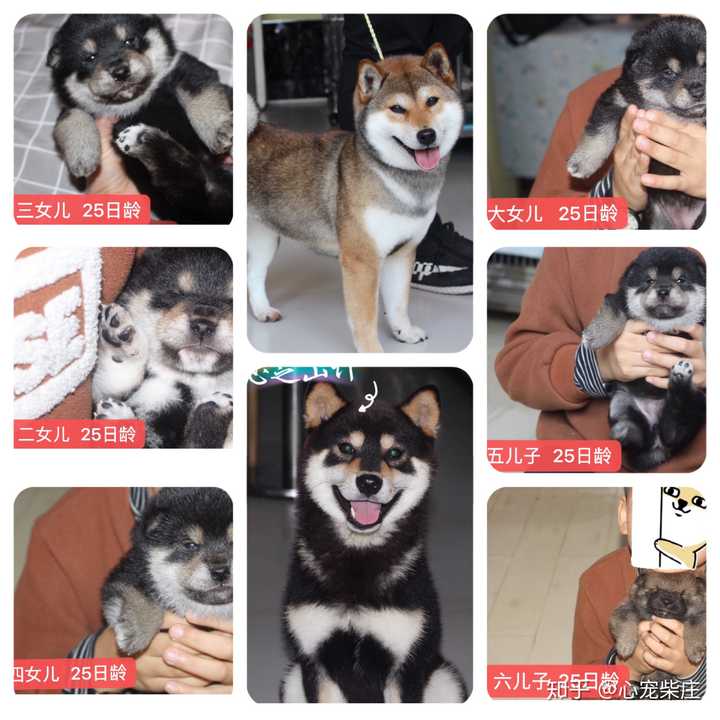 陕西西安地区有木有靠谱点的犬舍,想买两只柴犬.