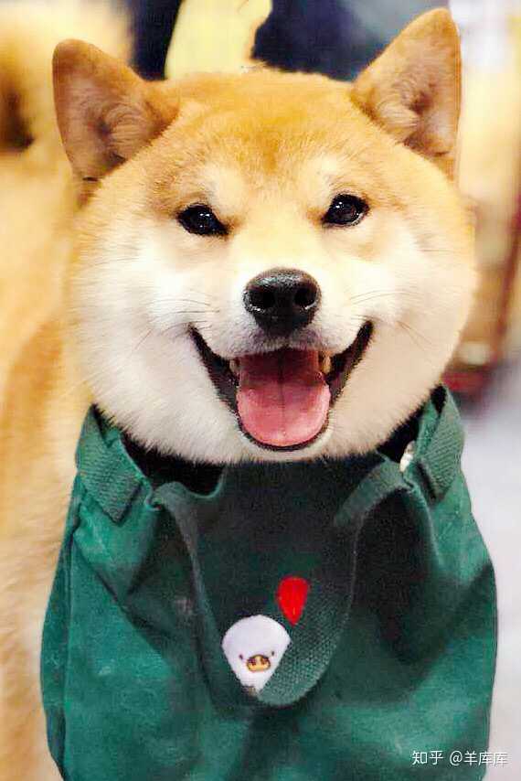 有没有靠谱柴犬犬舍推荐,西安本地的最好?