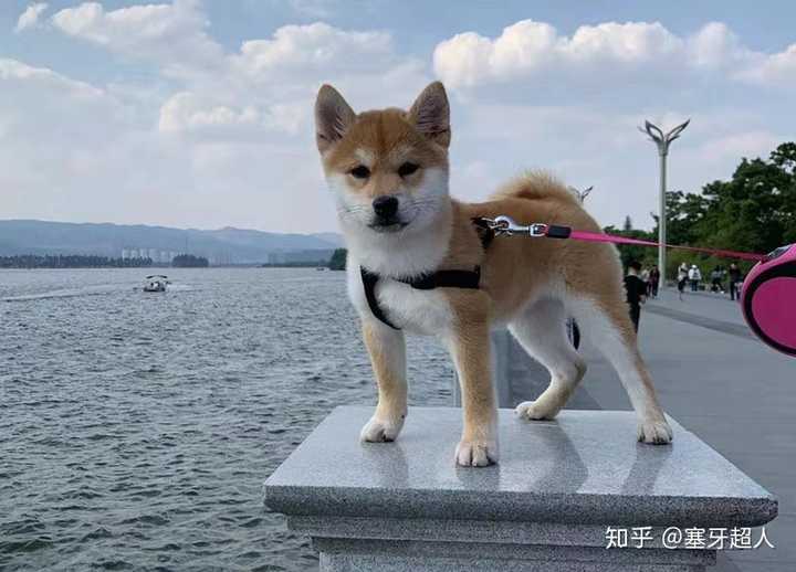 柴犬上什么配色性价比最高?