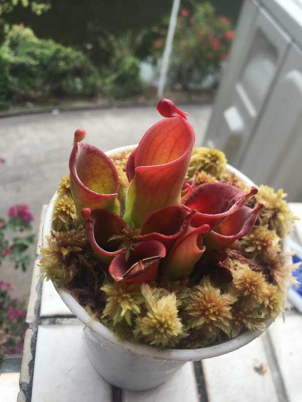 各位的太阳瓶子草和眼镜蛇瓶子草都是怎么养的?另外瓶子草烂茎怎么办?