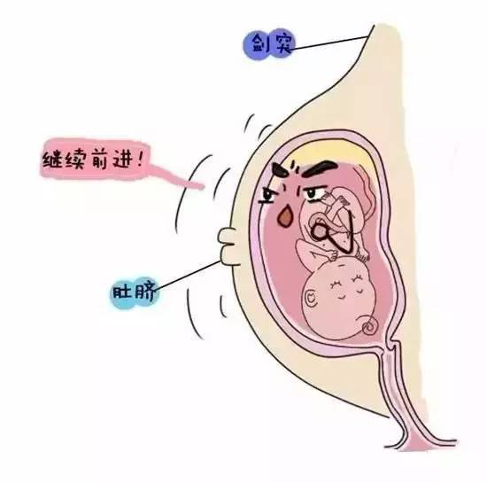 怀孕8个月时,增大的子宫已达腹腔,子宫底部位于剑突与脐之间.