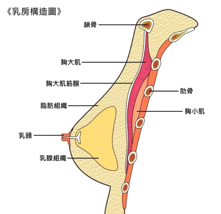 其实大体上说,乳房结构从里向外就是: 肌肉——乳腺组织——脂肪