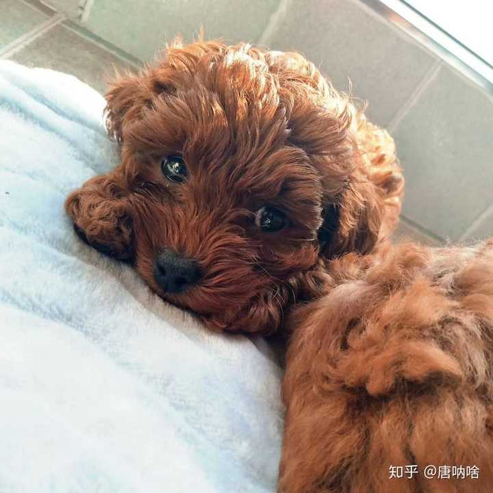 泰迪小时候的照片长什么样?