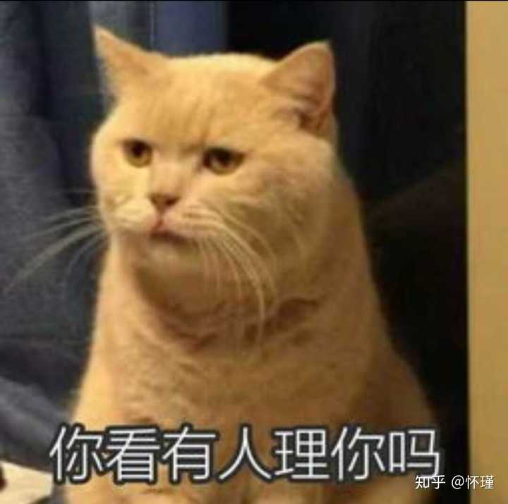 各位小伙伴有没有暗中观察橘猫的表情或者头像?