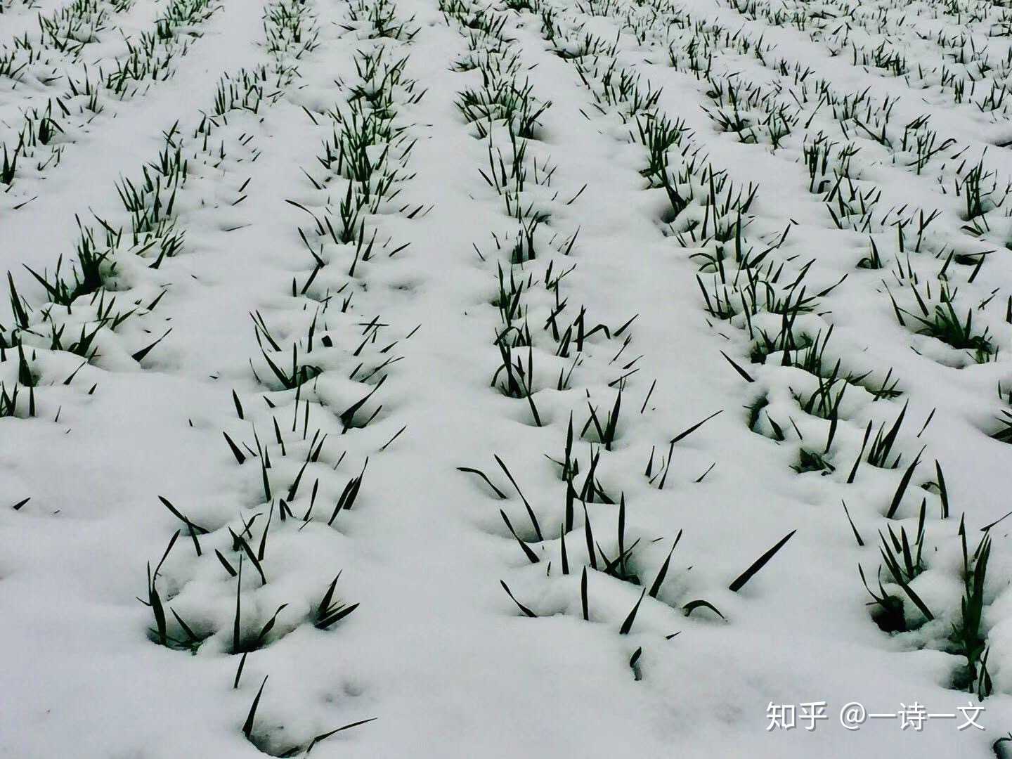 《家乡的麦田》