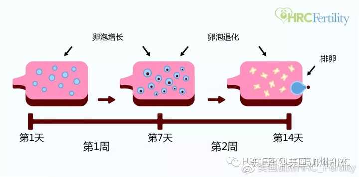 也就是通过内分泌刺激,卵巢中会有一批原始卵泡开始生长,它发生在月经