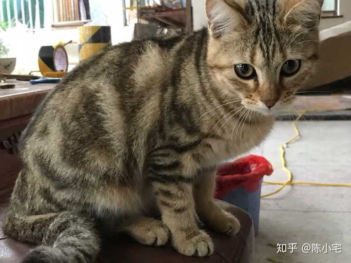 她妈妈是我花450元买回来的大美猫美短 她爸爸是一只棕色虎斑美短.