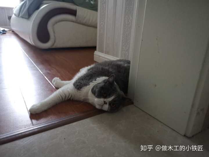 看到铲屎官被打,猫会有什么反应?