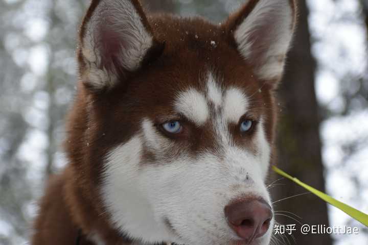 你见过最帅的哈士奇可以有多帅?