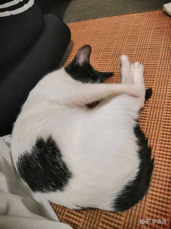 猫咪睡觉姿势这么奇怪不会累吗?