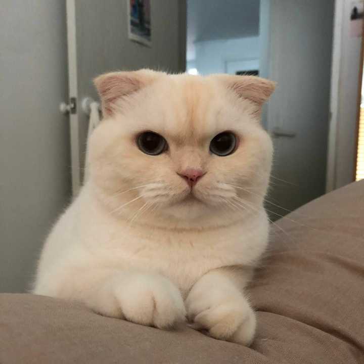有什么猫狗的情侣头像?