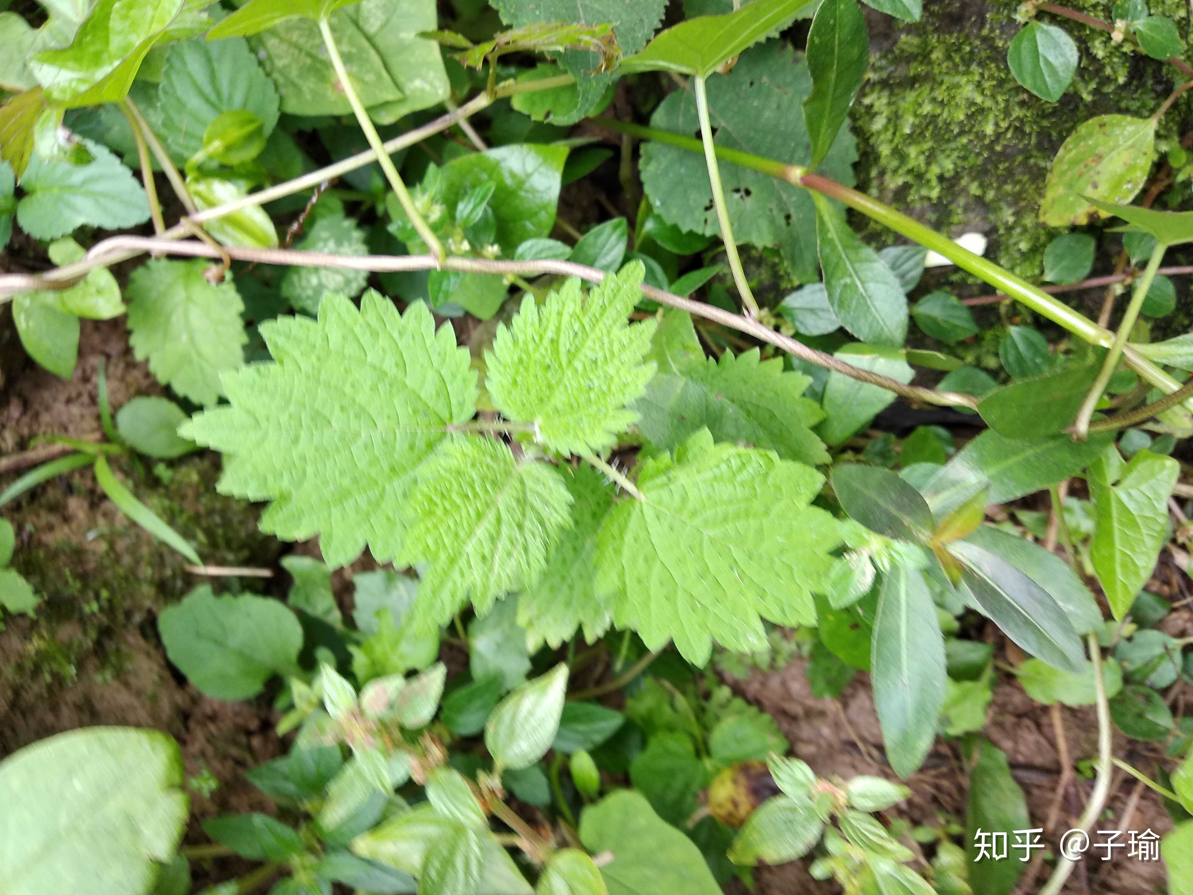 荨麻草,野苹果
