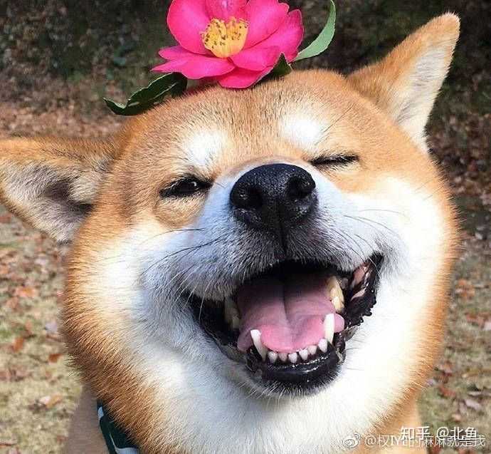 有哪些很萌又有点贱贱的头像?