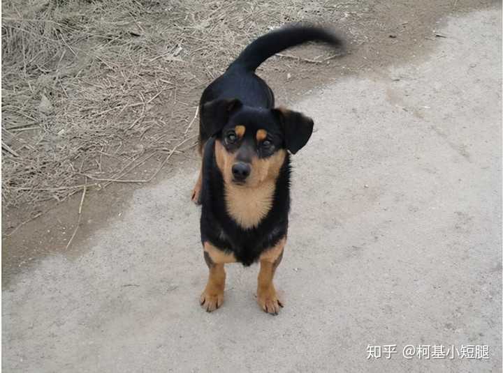 养中华田园犬需要注意什么?