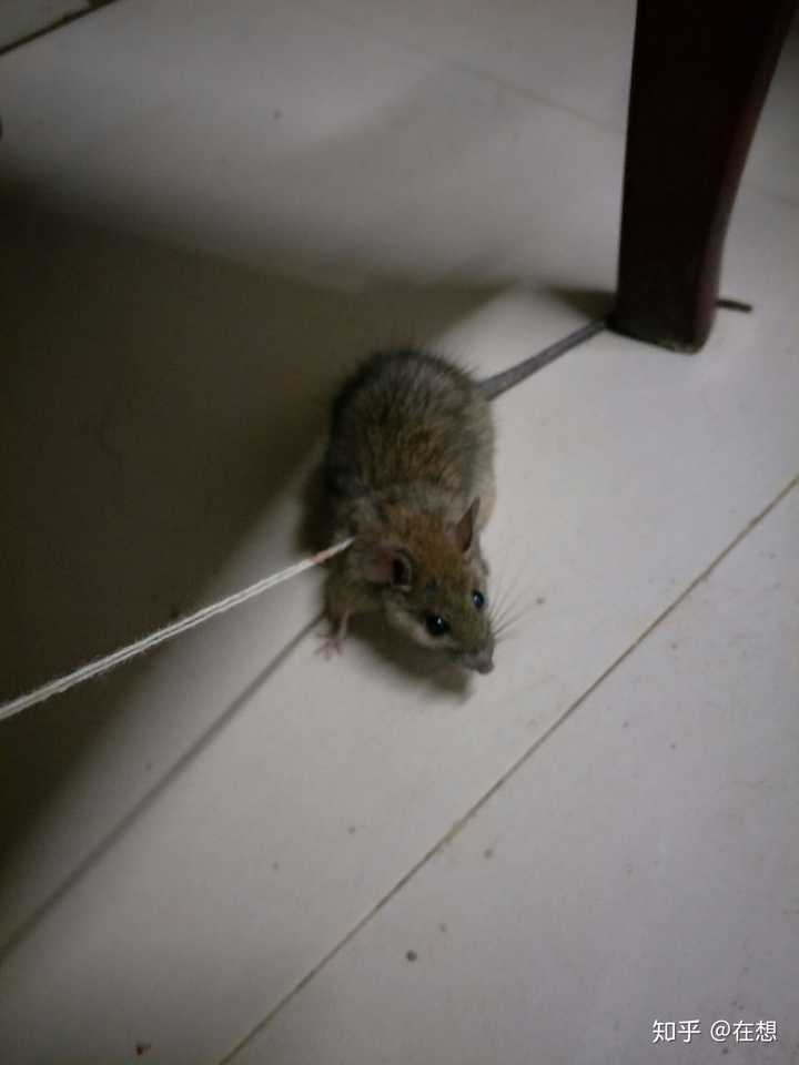 老鼠晚上偷吃东西会发出叽叽叽的响声吗?