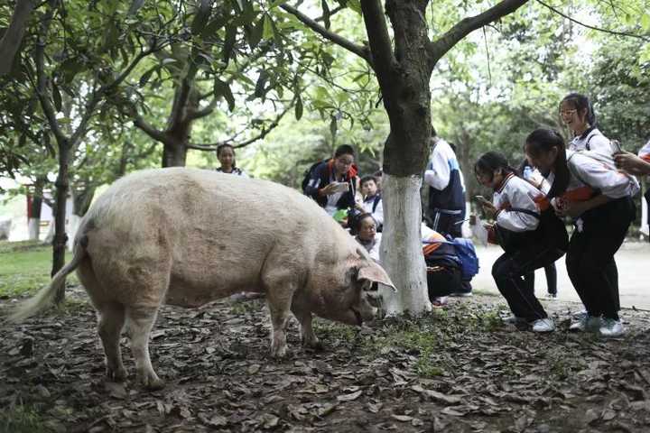 猪坚强的近况怎样?