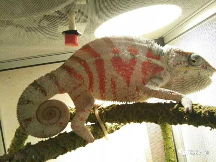 玛莎奥雷变色龙如何饲养?