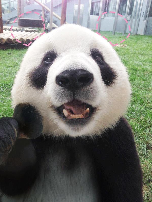 外国人为什么那么稀罕大熊猫