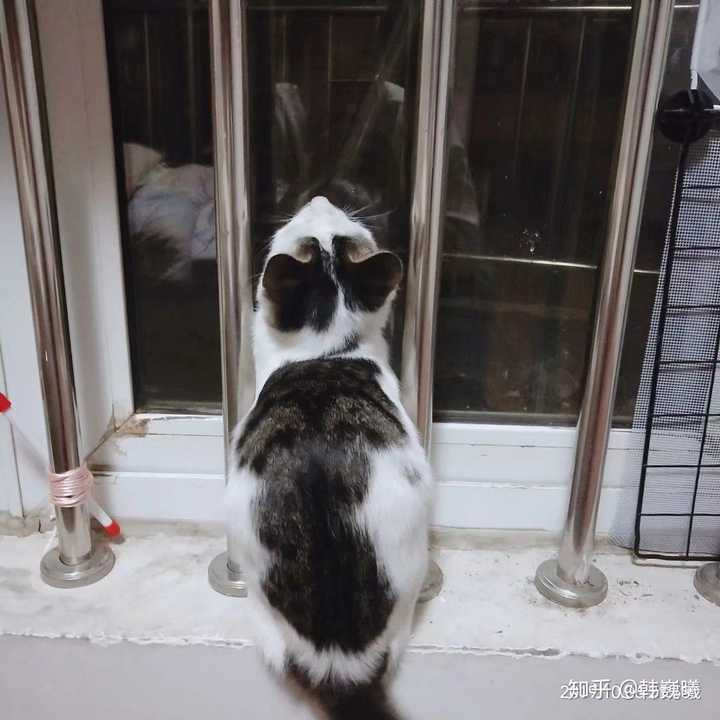 野猫幼崽家养后还有野性吗?