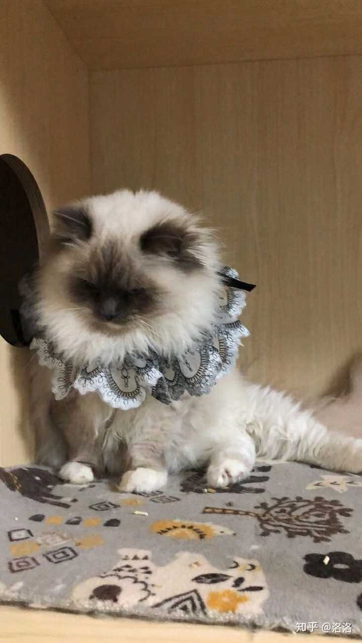 黑脸布偶会很丑吗