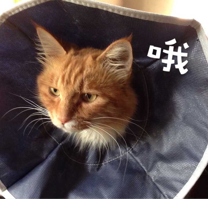 说明一下,房主是亲戚家的老人,猫也只是他们看着可怜给口饭吃,并不是
