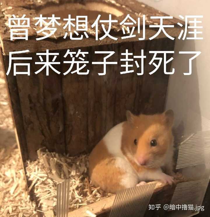 仓鼠jam jam或是ham ham?傻傻分不清