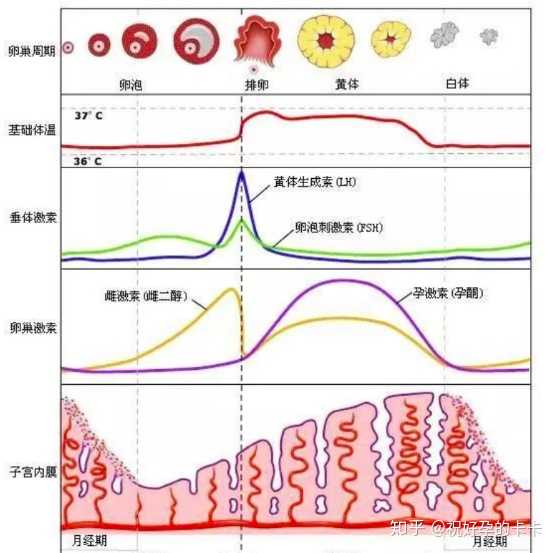 排卵期怎么算?