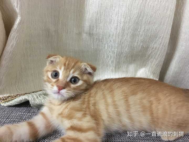 100元买的一只两个月大的小橘猫值不值?