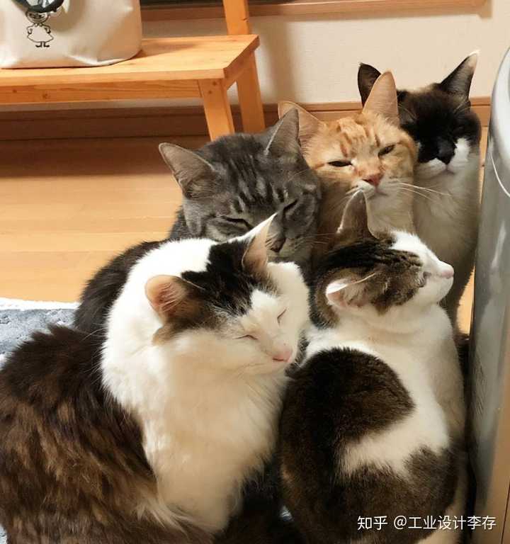 家里有一群猫是什么体验?