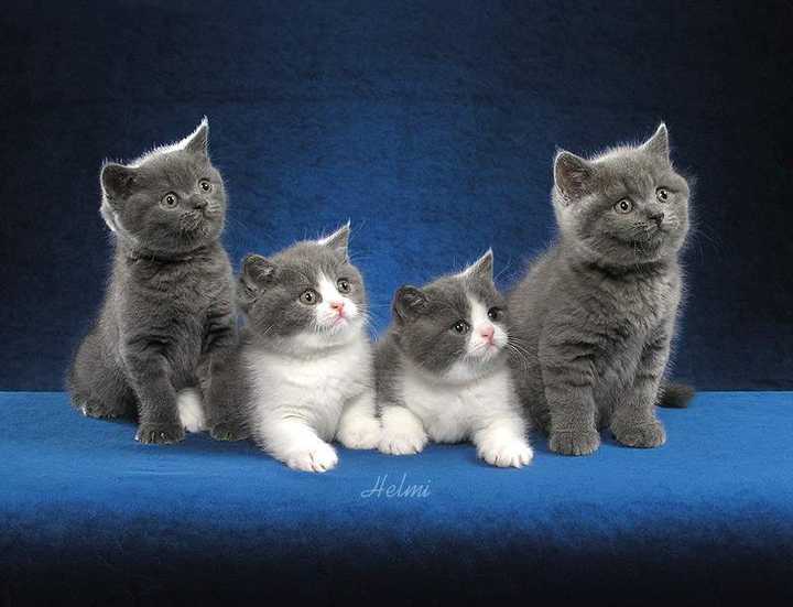 图源: british shorthair cats kittens