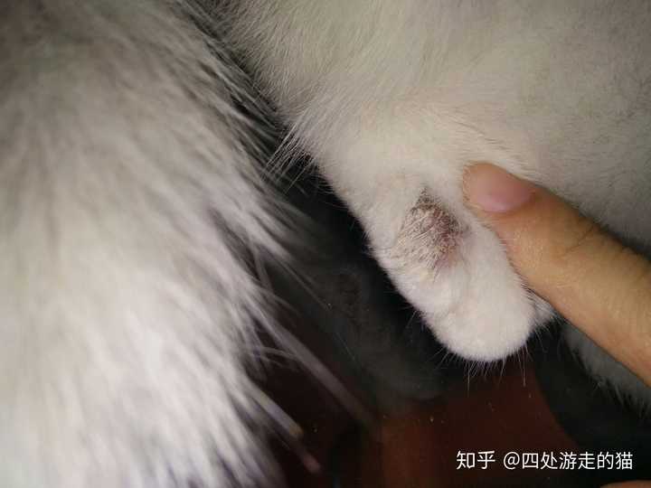 猫癣怎样才算痊愈