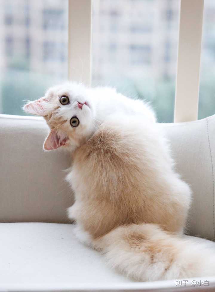 有哪些值得分享的非常可爱的小猫咪?