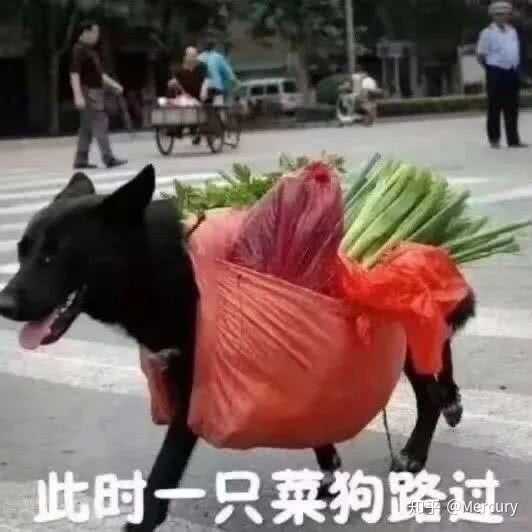 狗头保命