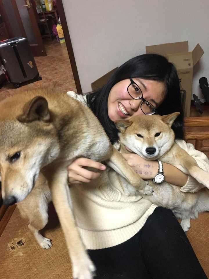 养柴犬是种怎样的体验