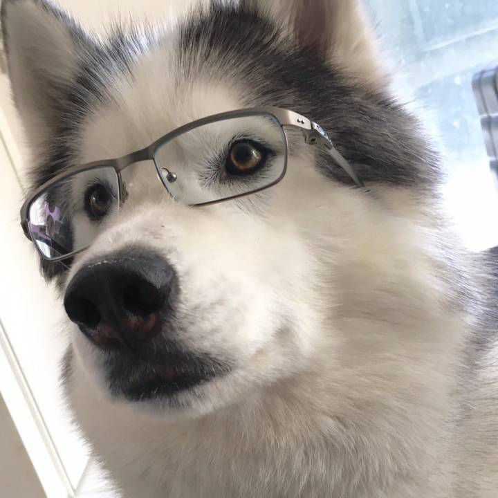 一只猫和一只狗的情侣头像?