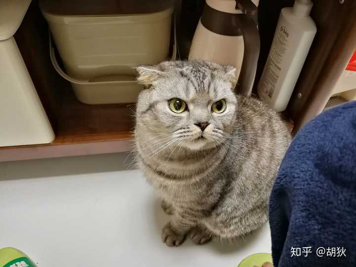 英短和美短串出来的猫大概能卖多少钱?