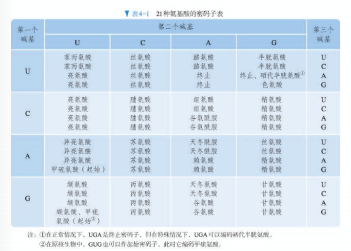 高中生物里,为什么一个密码子只对应一个氨基酸,不会有零个或者2个吗?