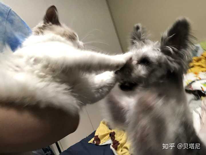 小猫咪暴打狗头