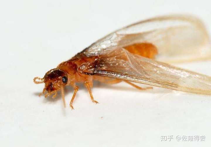 你家里发现的是带翅膀的白蚁,那是白蚁的繁殖蚁,也被称为分飞蚁.