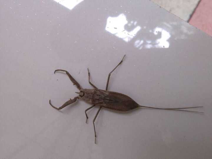 蝎蝽成虫长这样