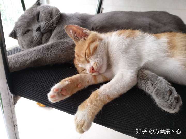 猫妈妈为什么叼着小猫往主人怀里塞?