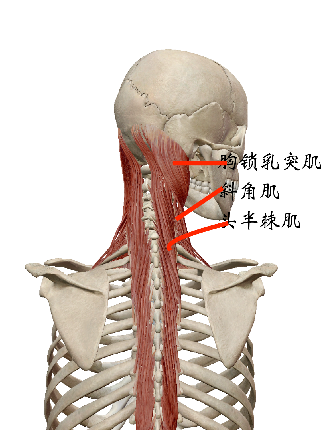 石运龙 的想法: 瑜伽理疗精髓论文0156-肩颈疼痛(假设) … - 知乎