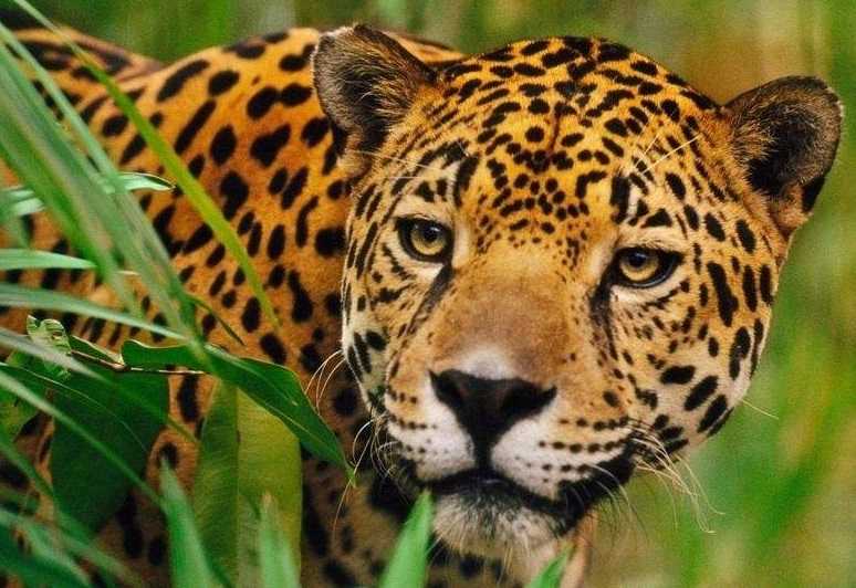 老虎的天敌图片