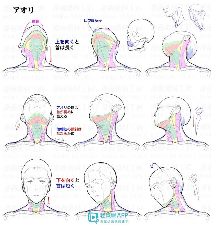 如何画好头颈肩的关系?