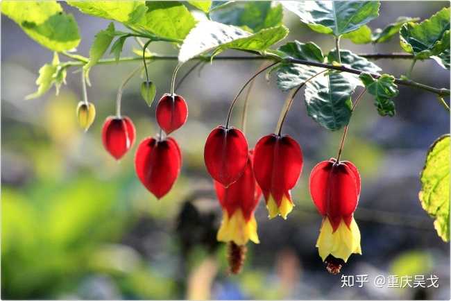 蔓性灯笼花