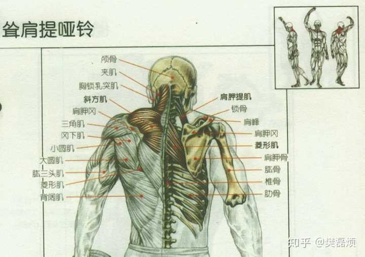 两边肩胛骨的距离宽可以拉窄吗